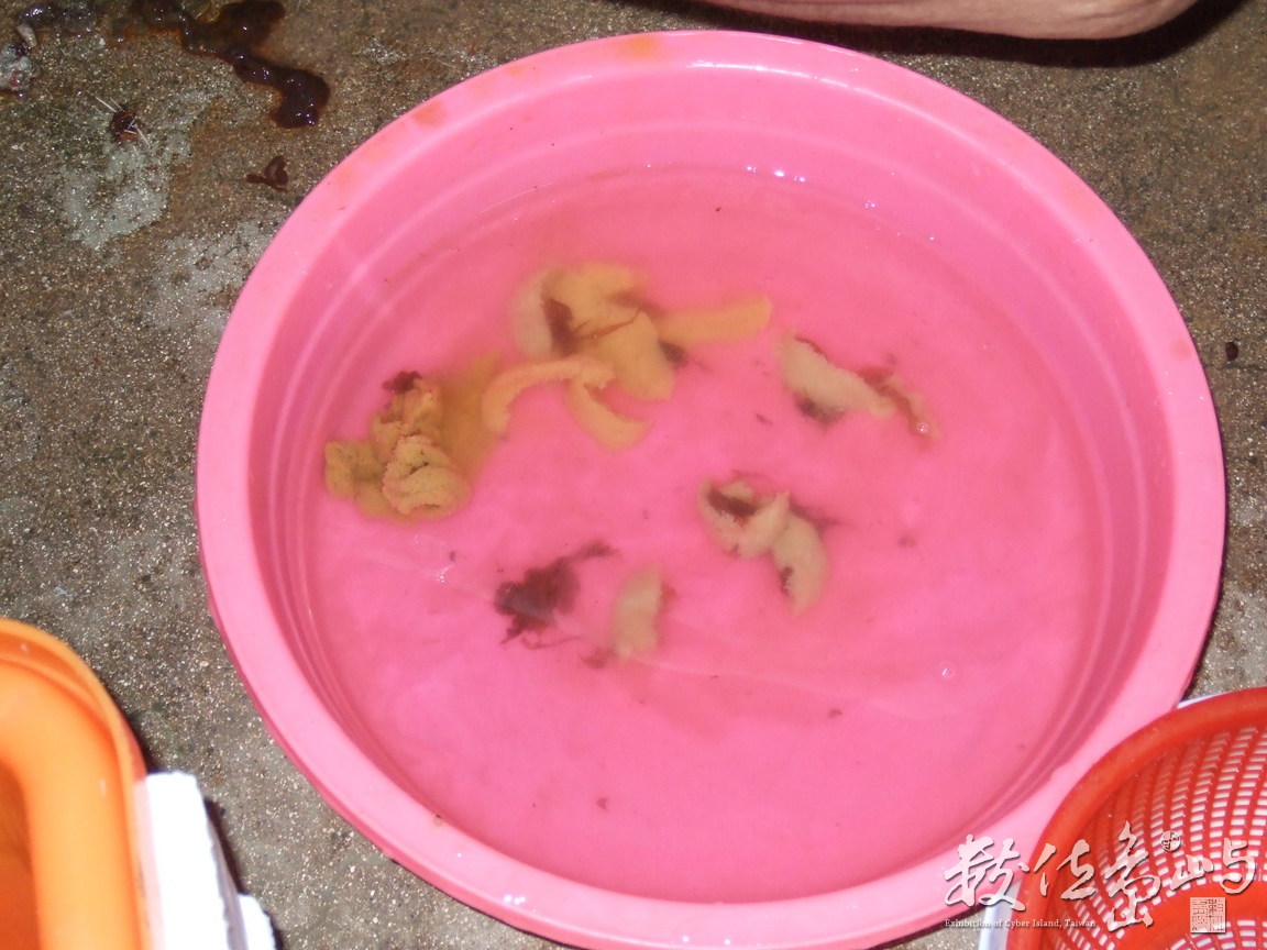 馬糞海膽的生殖腺