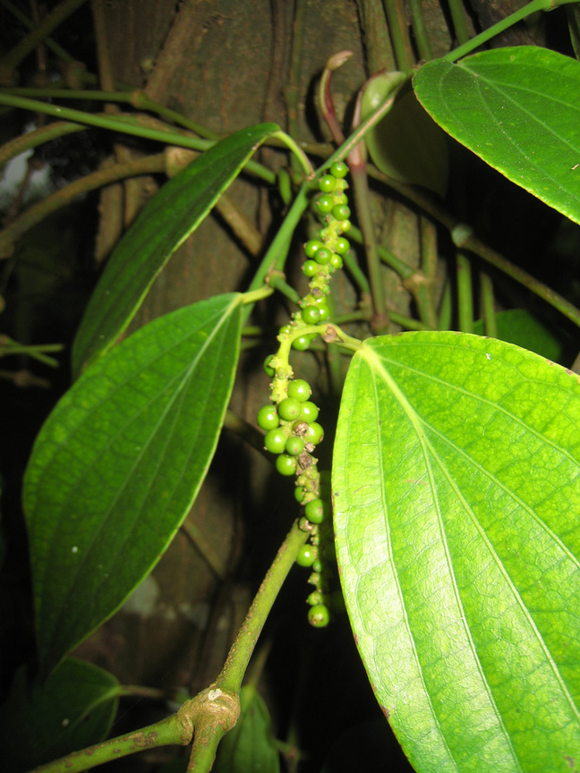黑胡椒Black Pepper ( 賴比瑞亞Republic of Liberia)