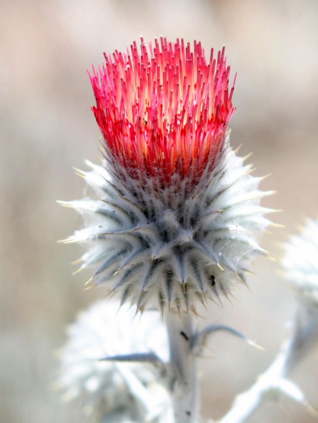  薊花Thistle ( 蘇格蘭Scotlan)