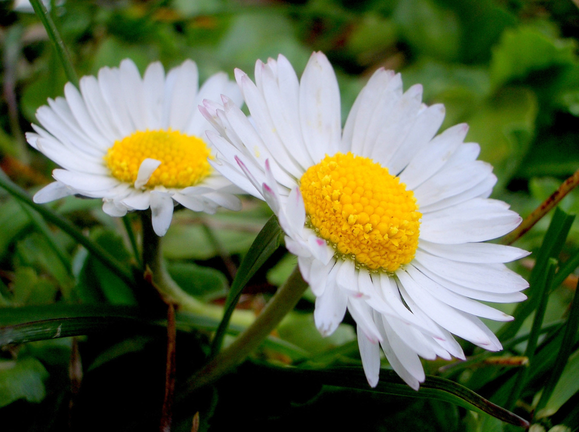 雛菊Bellis perennis (義大利ITALY)
