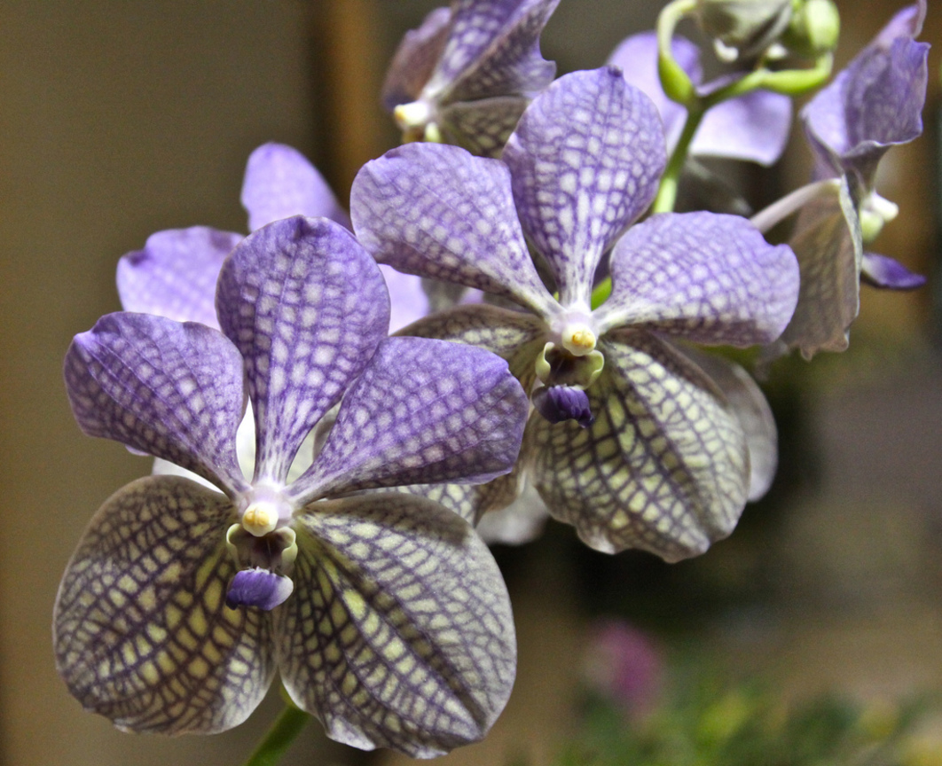 萬代蘭Vanda (新加坡Singapore)