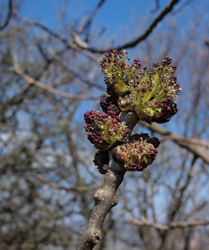 歐洲白蠟樹Fraxinus excelsior  (瑞典Sweden)