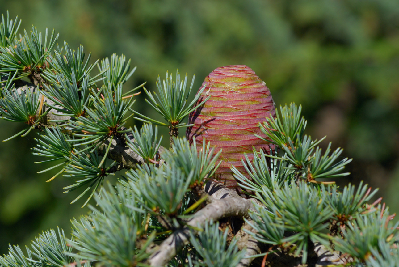  雪松Cedrus  (黎巴嫩Lebanon)