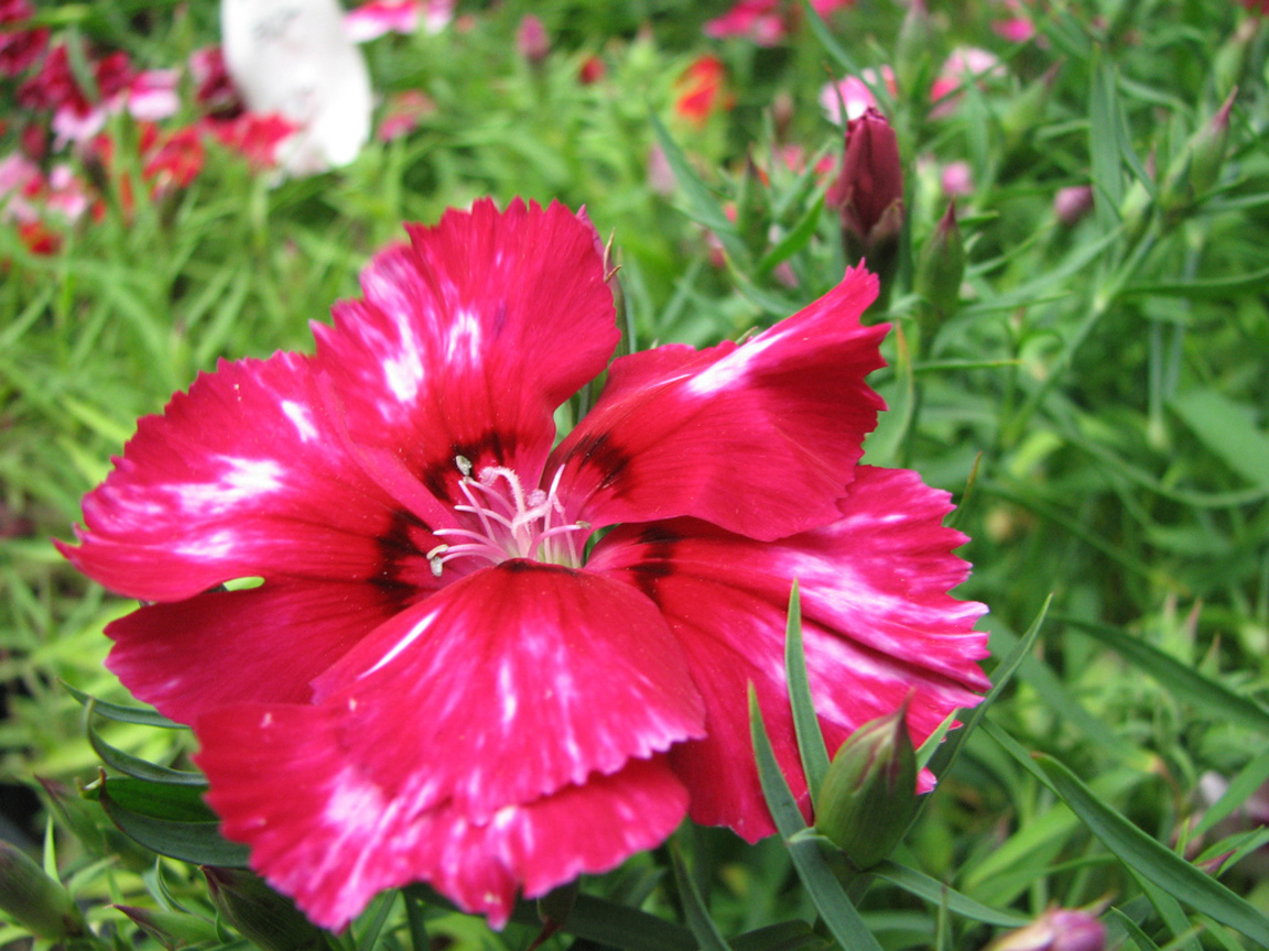石竹Dianthus chinensis ( 摩洛哥Morocco )