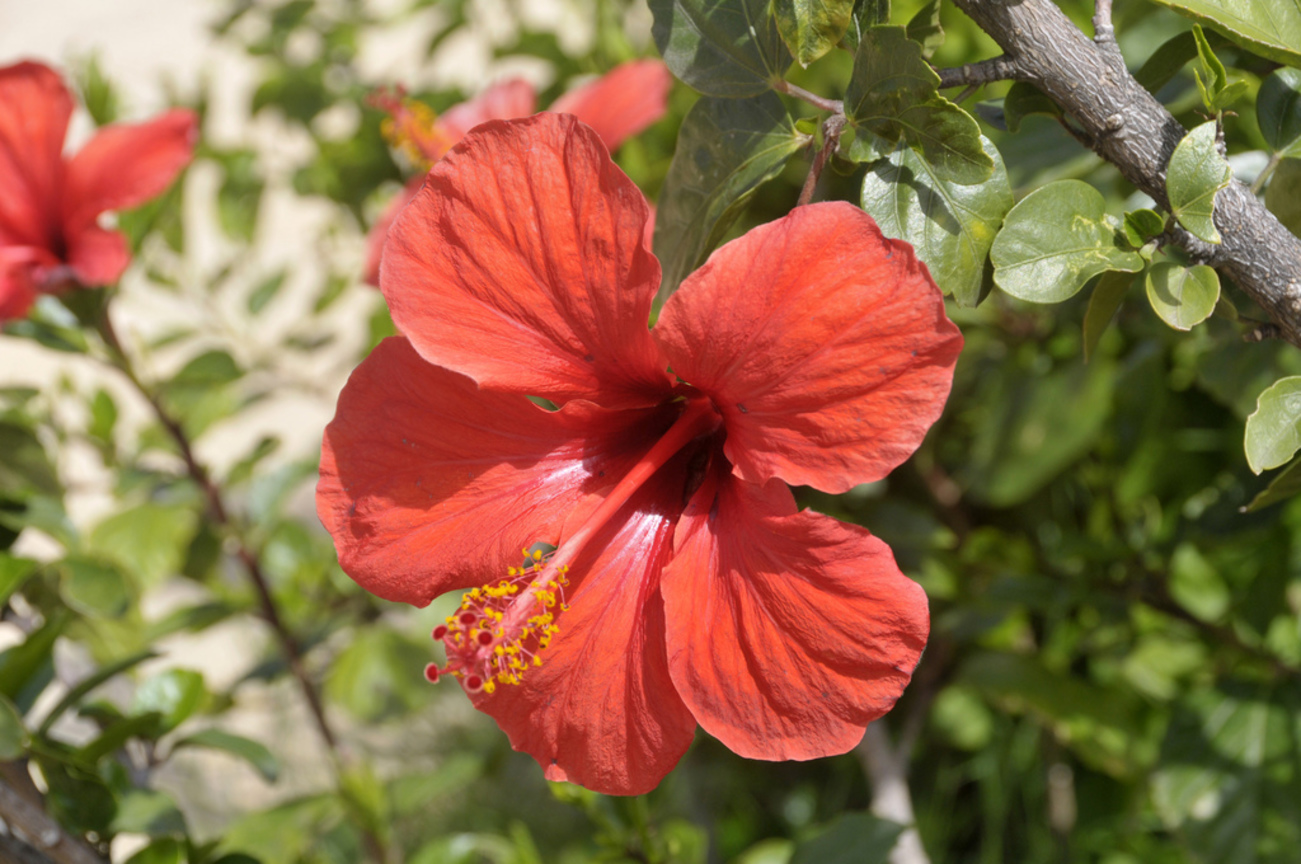   朱槿Hibiscus rosa-sinensis (馬來西亞Malaysia 蘇丹Sudan)