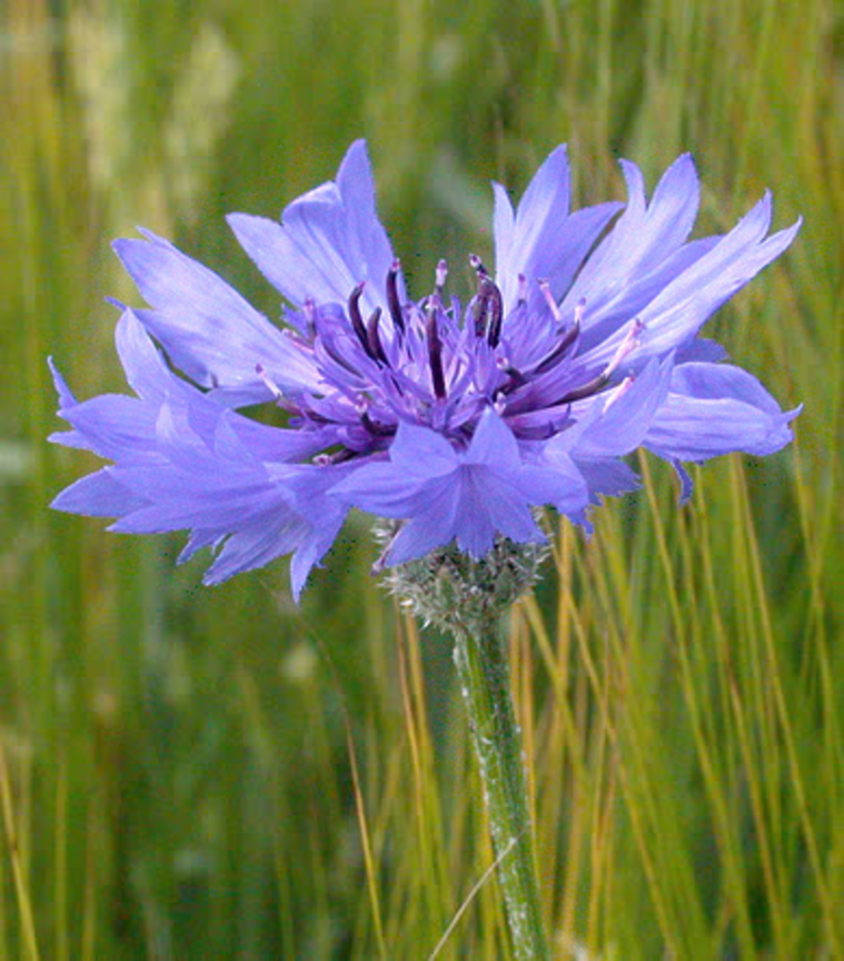  矢車菊Centaurea cyanus (馬爾他Malta 德國Germany)