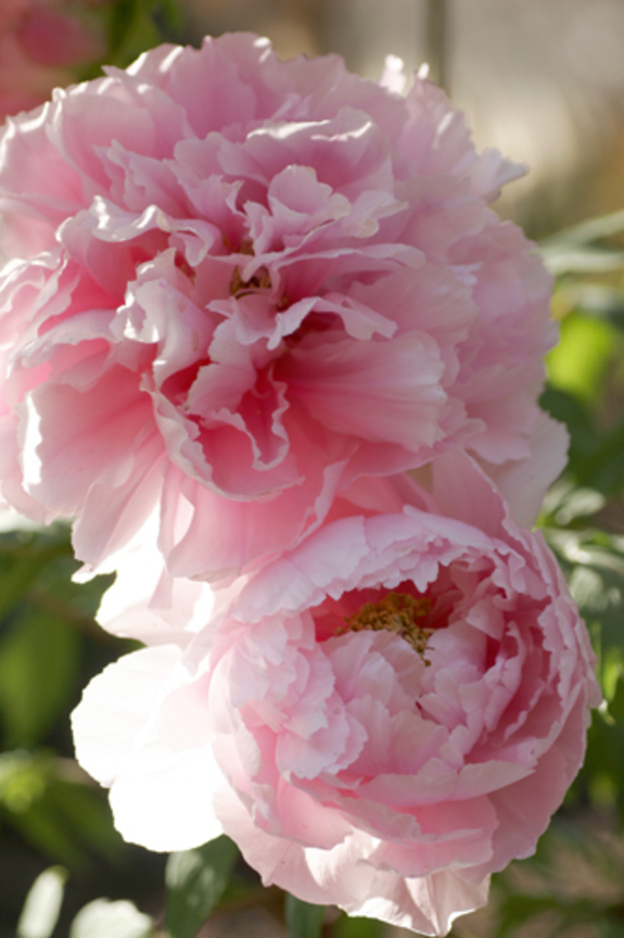 牡丹 Paeonia suffruticosa (中國 China)