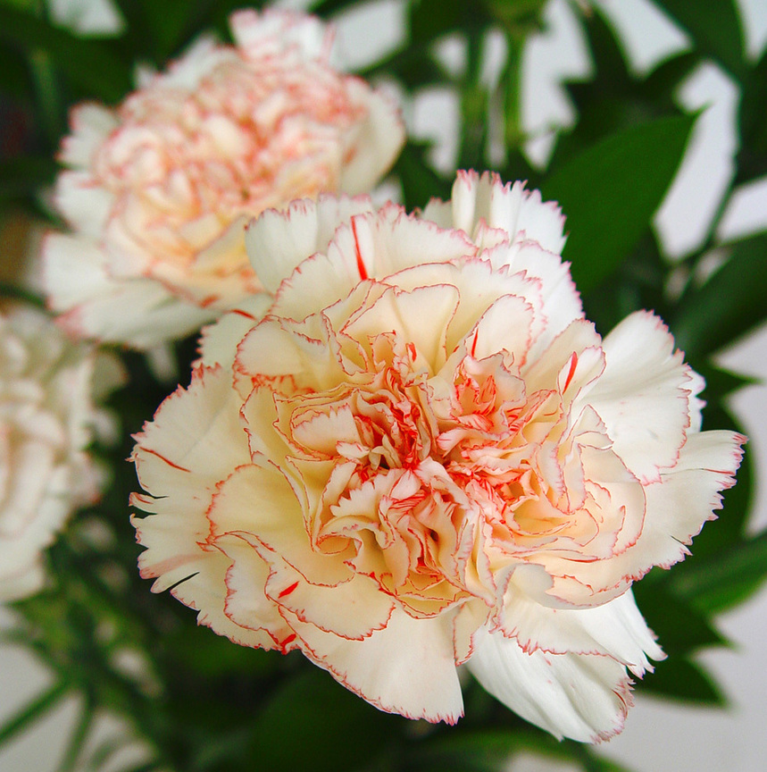 康乃馨Dianthus caryophyllus (西班牙Spain 宏都拉斯Honduras )