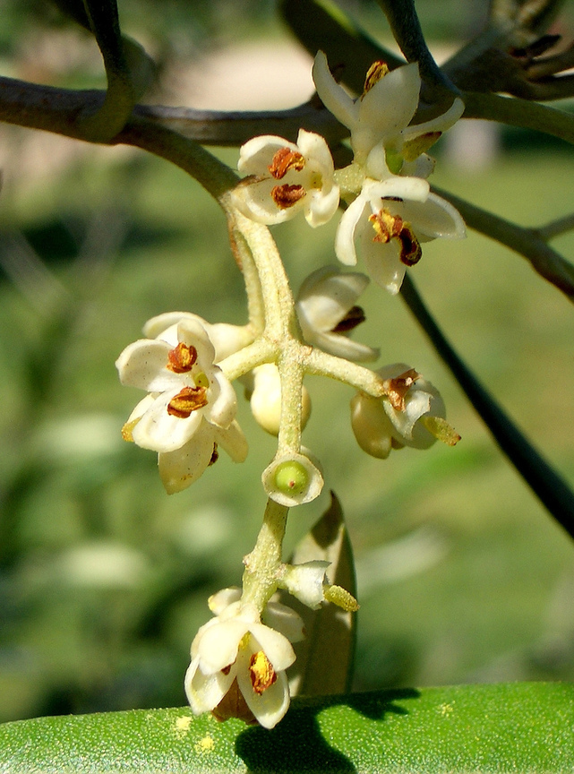 齊墩果  Olea europaea Linne /油橄欖Olea europaea L (以色列Israel /希臘Greece)