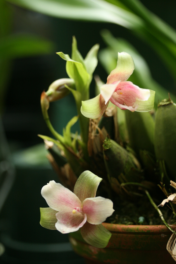 捧心蘭 Lycaste (瓜地馬拉Guatemala Cit)