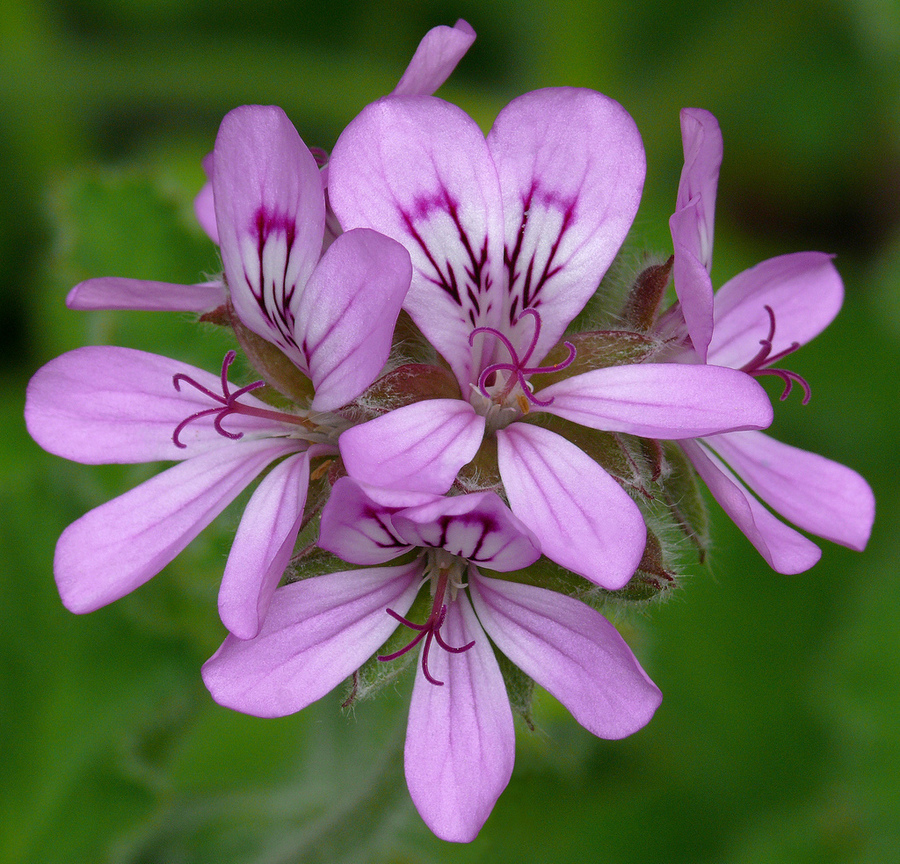 天竺葵Pelargonium (匈牙利Hungary )