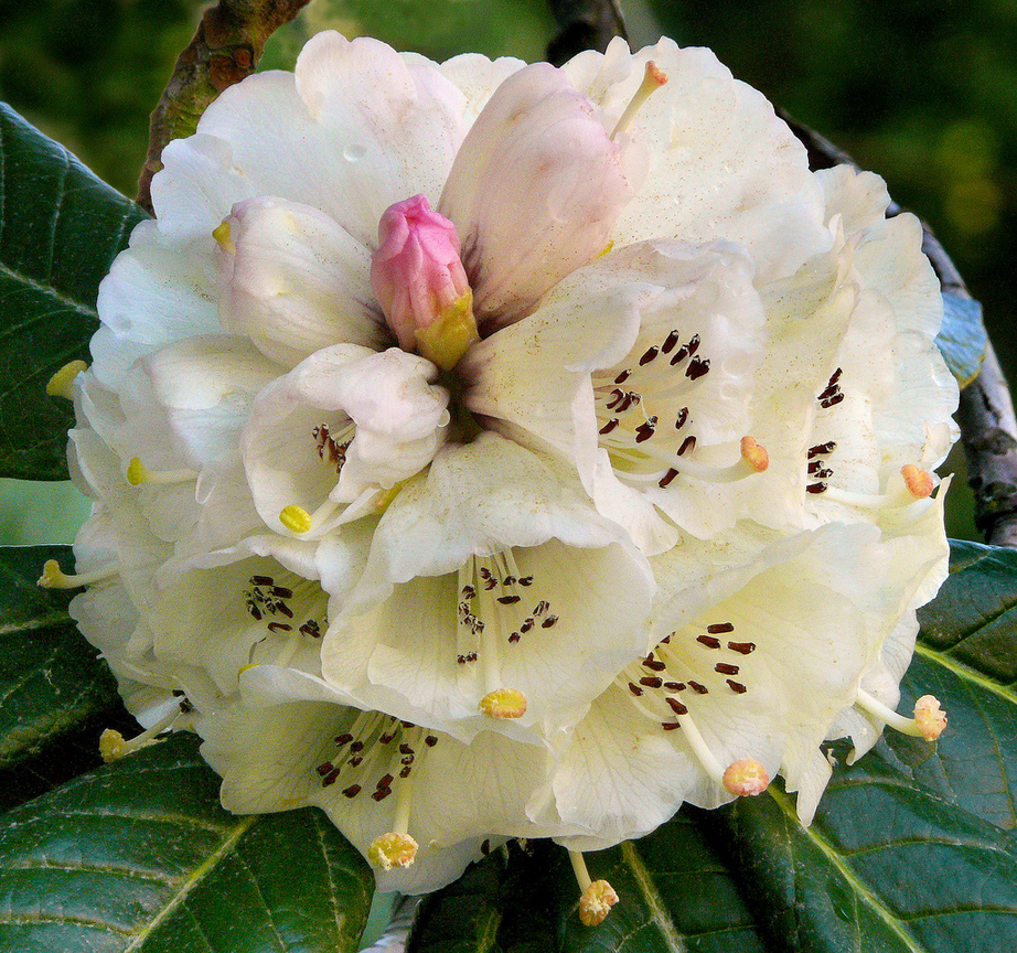 杜鵑花rhododendron 尼泊爾nepal Athena 數位島嶼