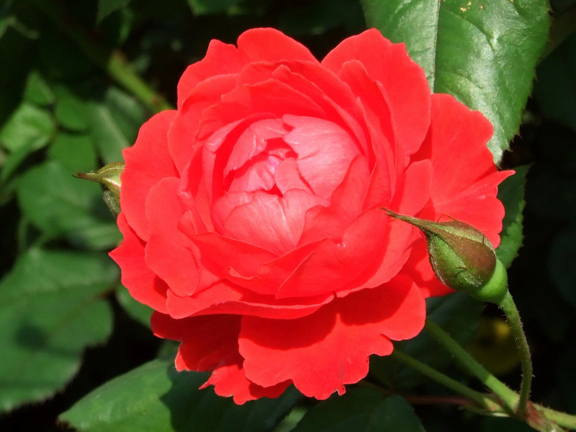 月季Rosa chinensis (伊拉克Iraq 美國American 敘利亞Syria 盧森堡Luxembourg)