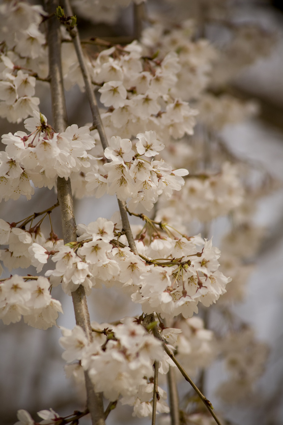 櫻花 sakura (日本japan)