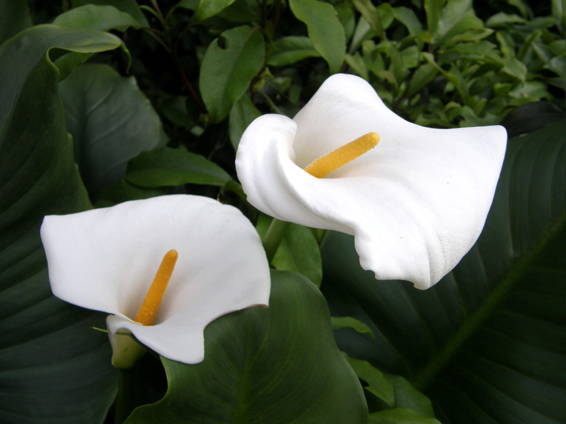 海芋Zantedeschia aethiopica (衣索匹亞Ethiopia )
