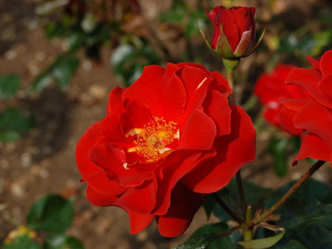 薔薇Rosaceae ( 英國United Kingdom 羅馬尼亞România)