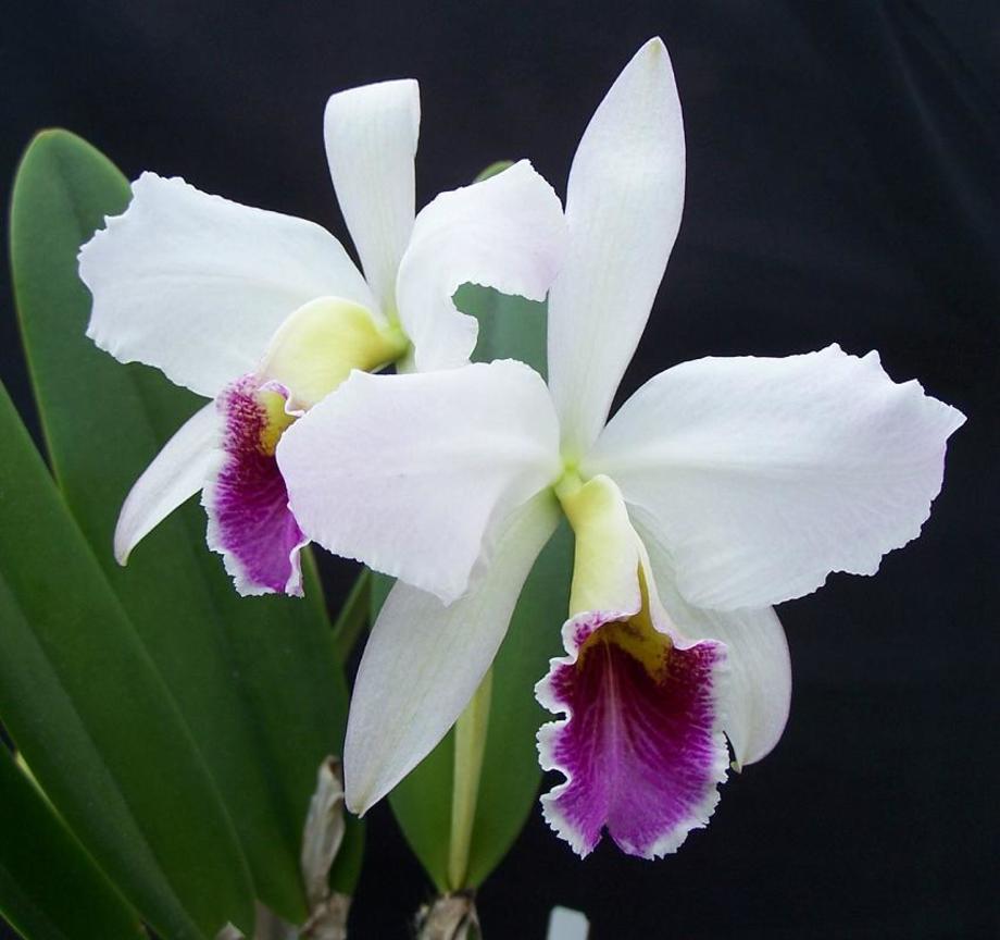  卡多利雅蘭cattleya (哥倫比亞Colombia 巴西Brazil 委內瑞拉Ve