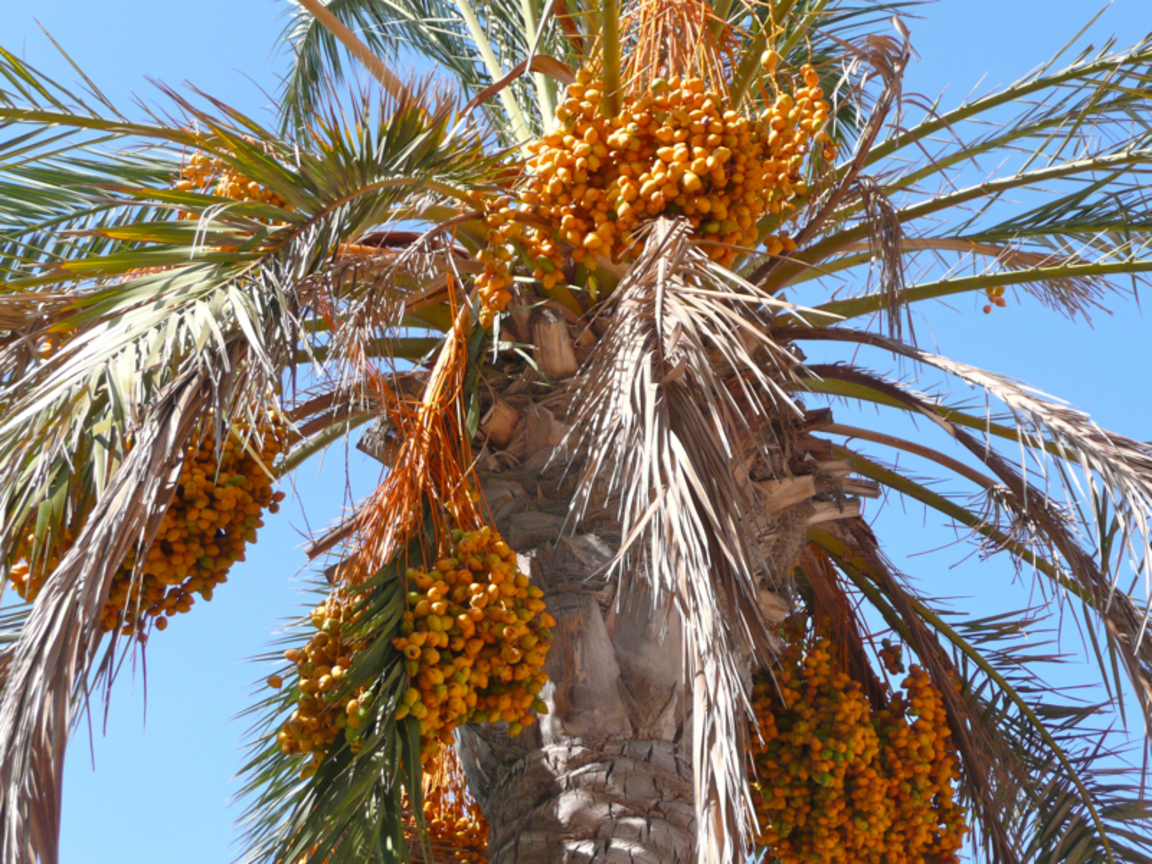 海棗Phoenix dactylifera  (迦納Ghan)