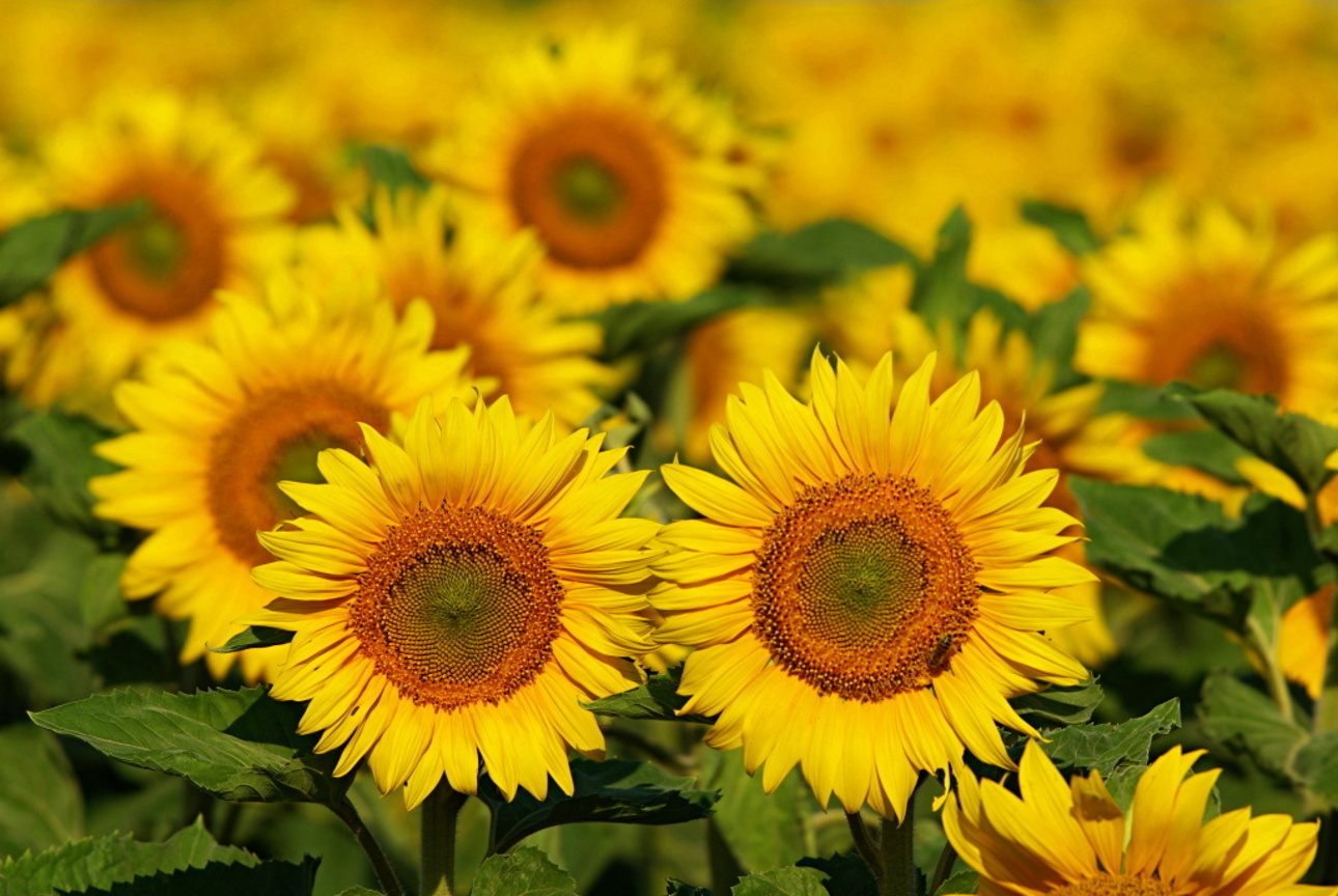向日葵Helianthus annuus (俄羅斯Russia 波利維亞Bolivia)