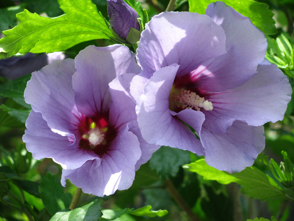 木槿Hibiscus syriacus  (南韓South Korea)
