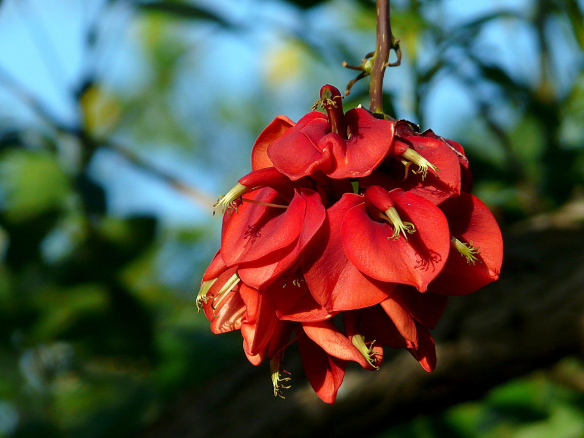 雞冠莿桐Erythrina crista (阿根廷Argentina 烏拉圭Uruguay)