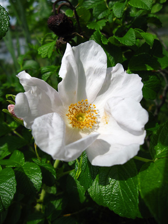 玫瑰Rosa rugosa (保加利亞 Bulgaria)