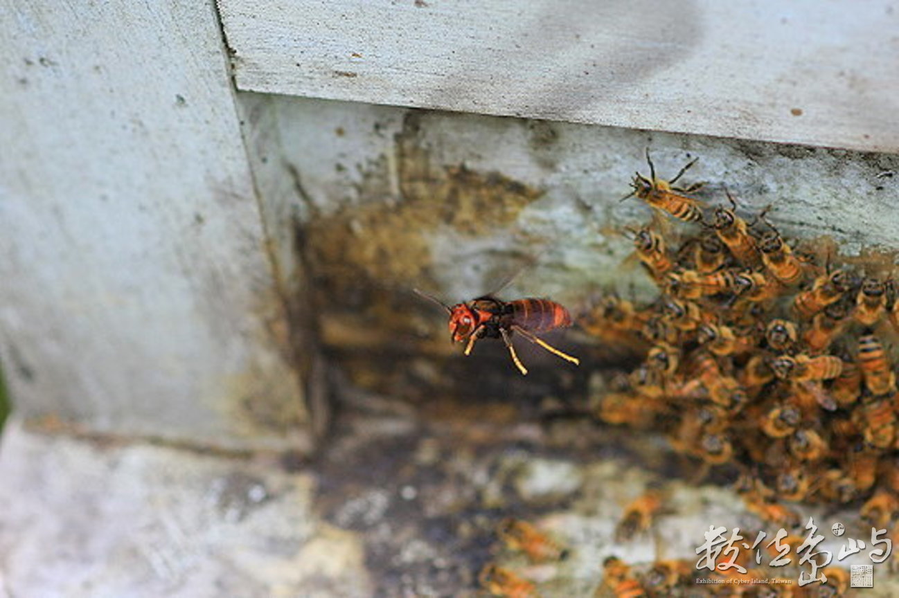 黃腳虎頭蜂在蜂箱外捕蜂 