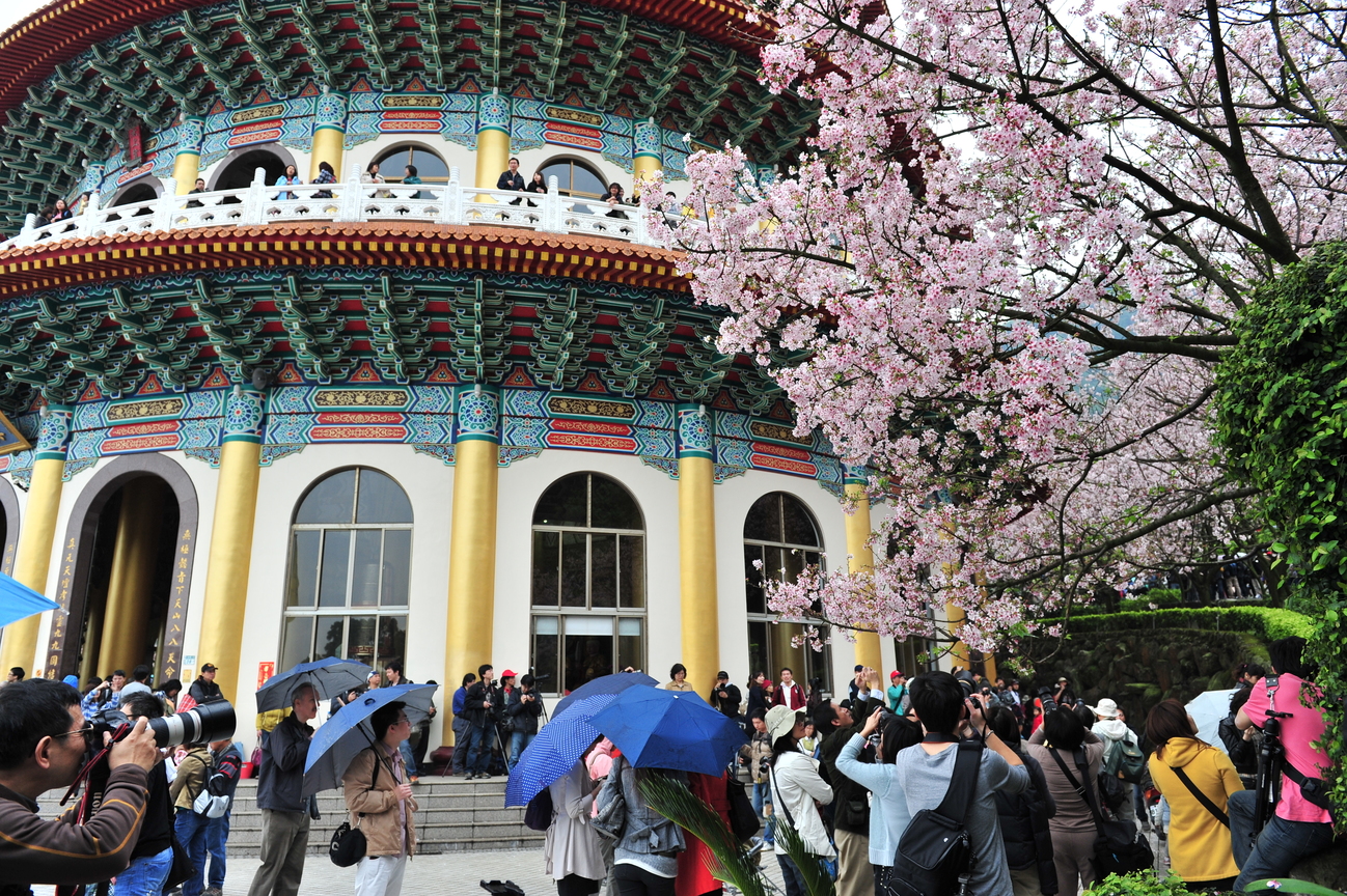 天元宮櫻花季<BR>圖．文/游輝任