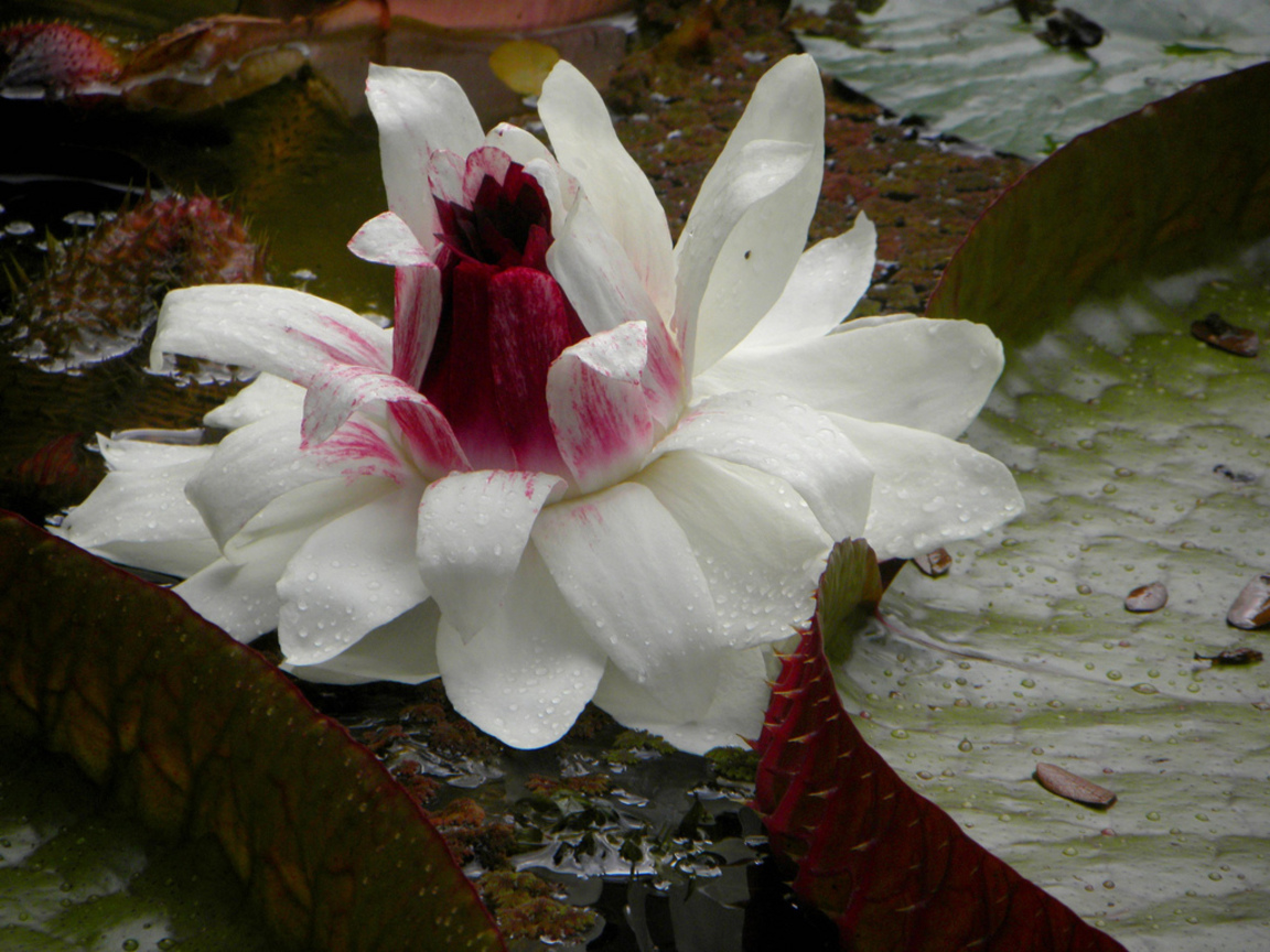 王蓮Victoria amazonica (蓋亞那Guyana  )