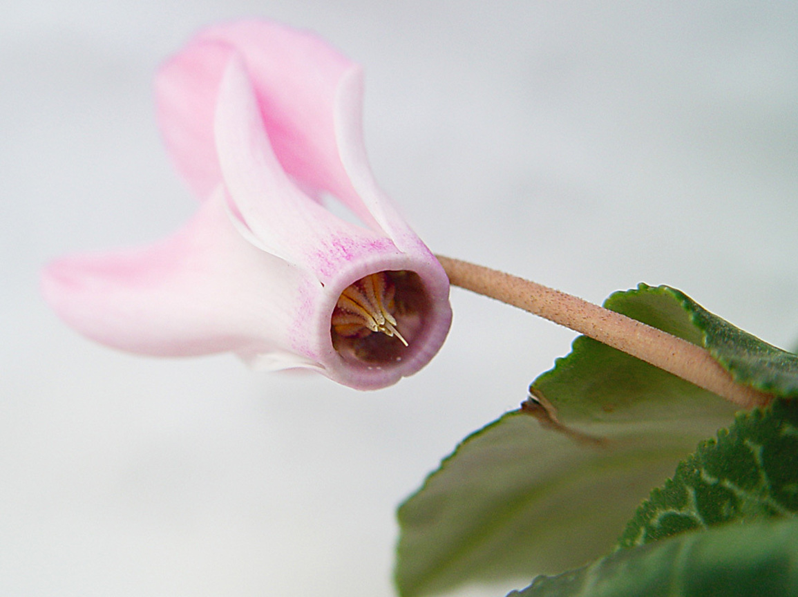  仙客來 Cyclamen persicum (聖馬利諾San Marino 賽普勒斯Cyprus)