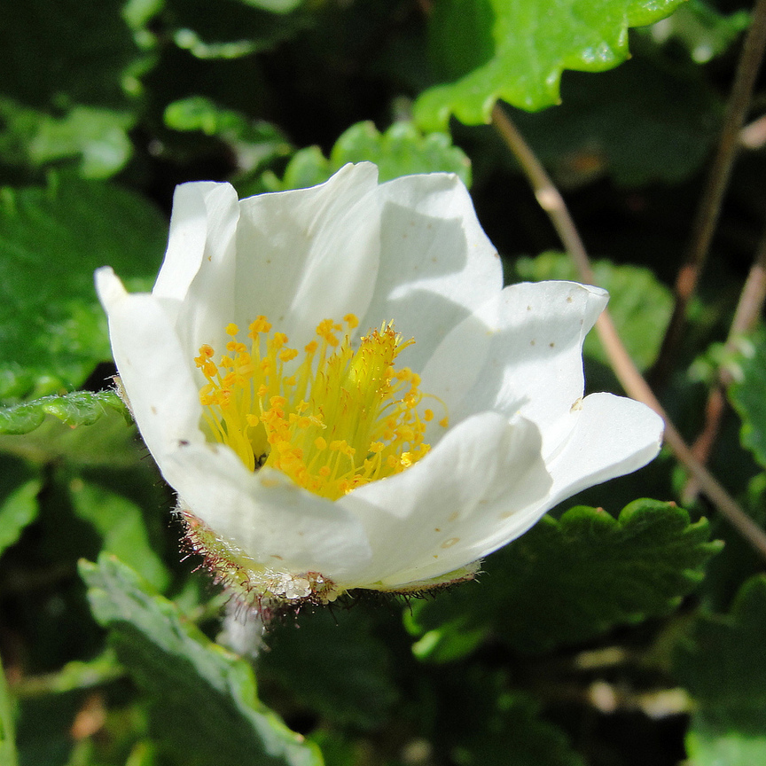  仙女木Dryas octopetala (冰島Ísland )