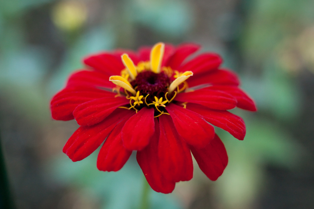百日菊Zinnia elegans Jacq (阿聯酋阿拉伯聯合大公國United Arab Emirates )
