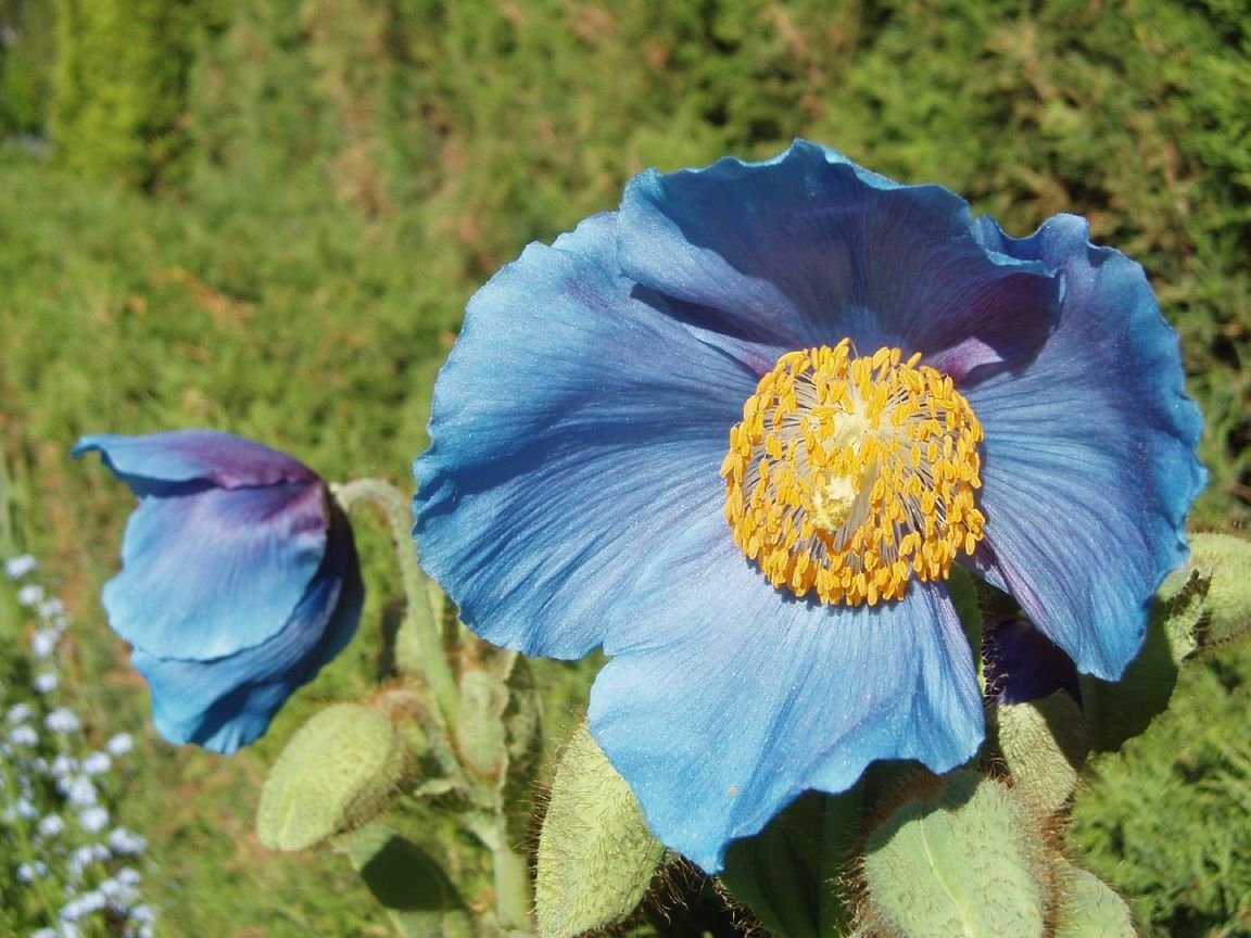  大花綠絨蒿 Meconopsis grandis (不丹 Bhutan)