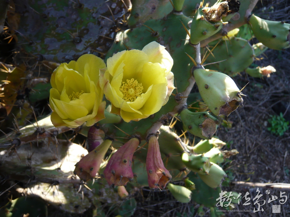 仙人掌開的黃色花朵