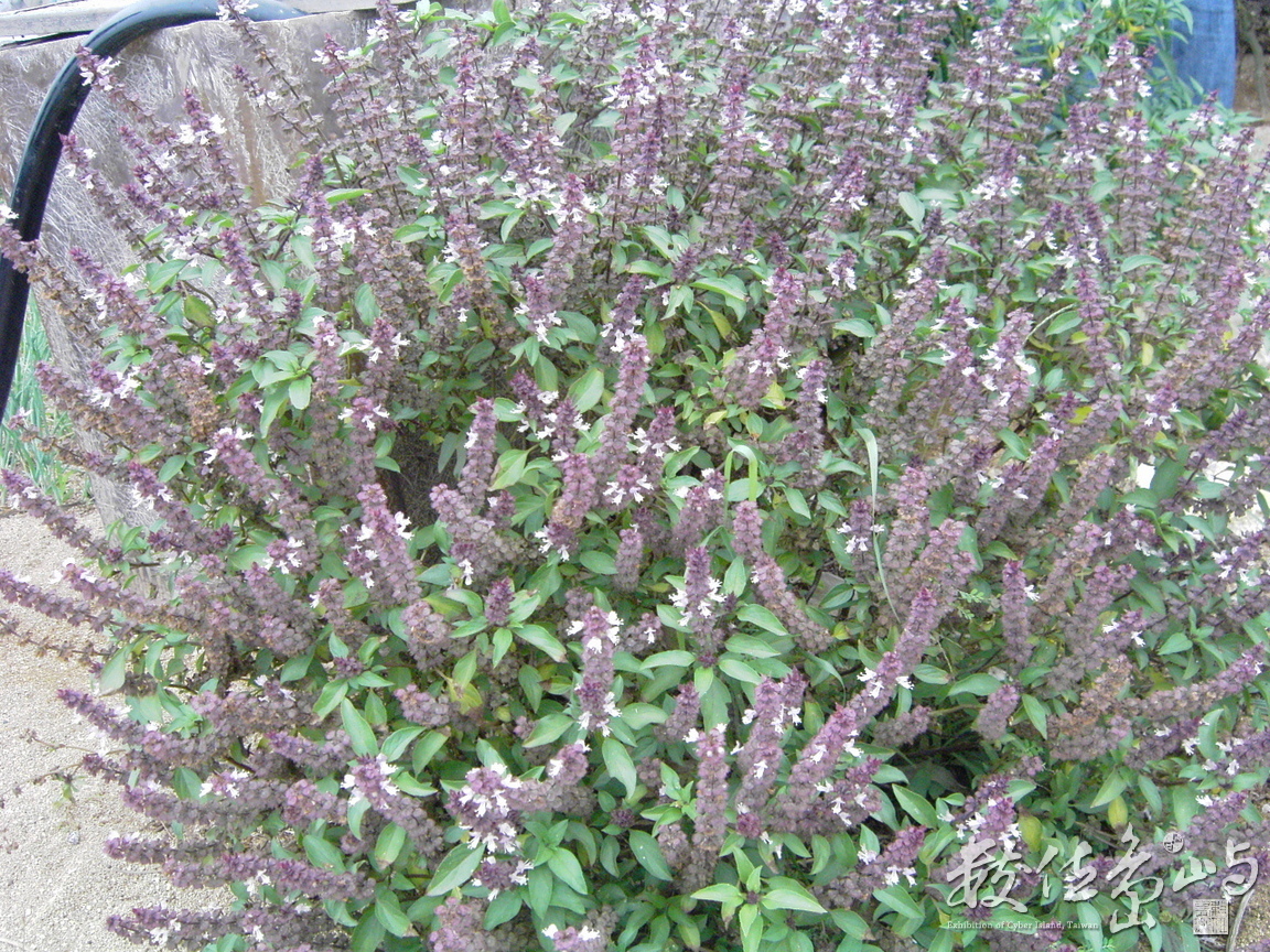 九層塔(羅勒)開的花