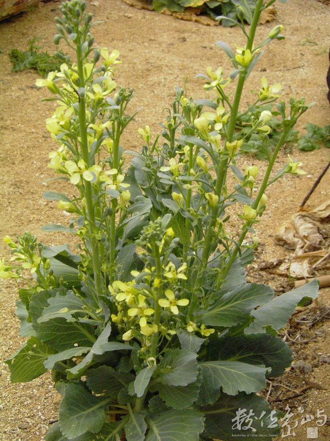 高麗菜的花