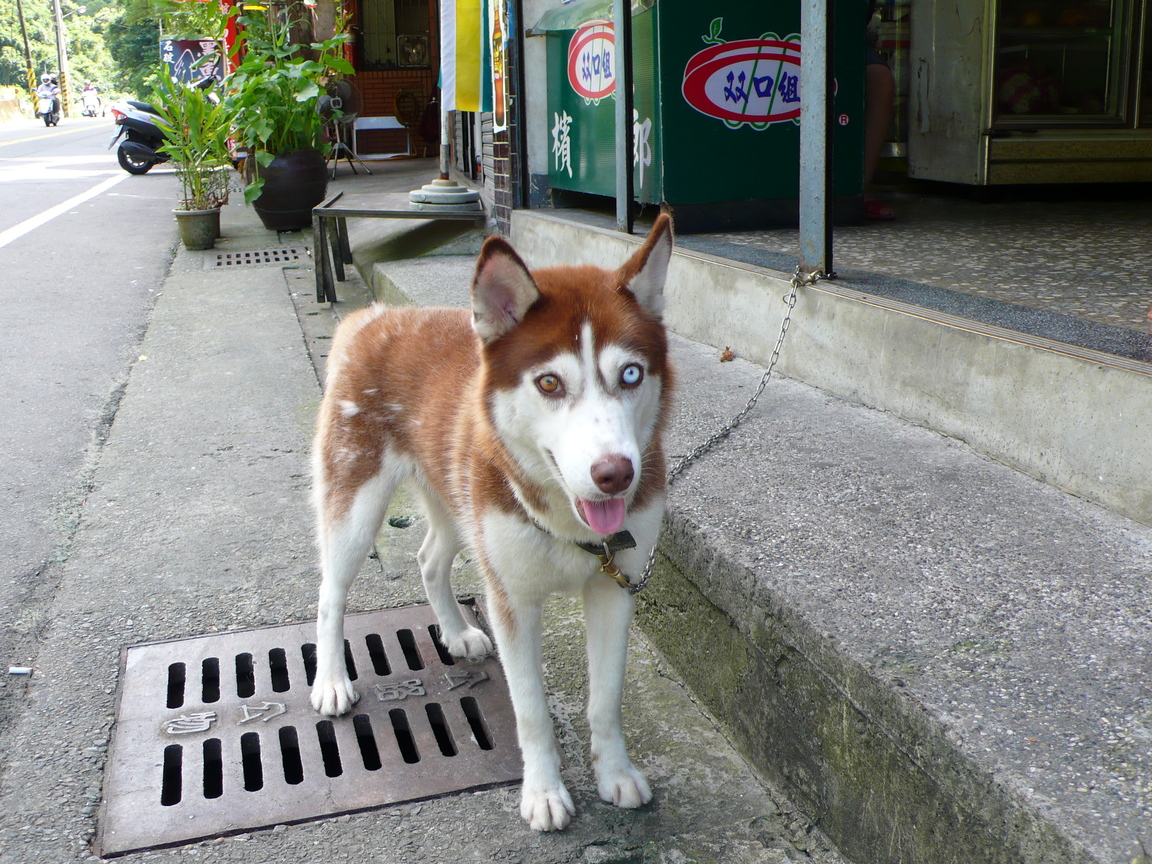 沿路店面_陰陽眼的狗
