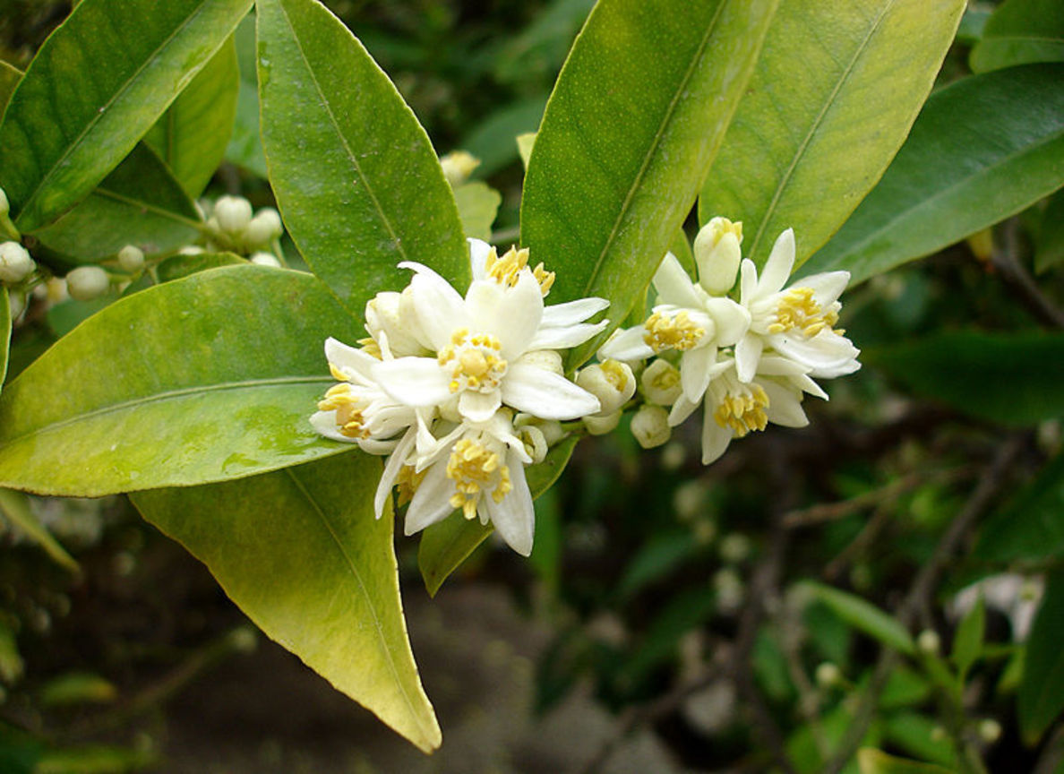 金棗Fortunella margarita ( 沙烏地阿拉伯Saudi Arabia)