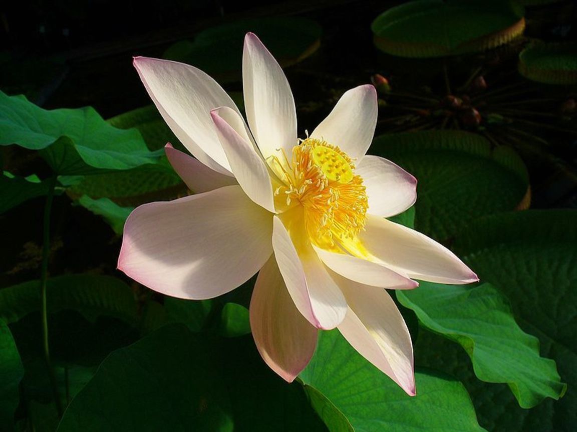 荷花Nelumbo nucifera Gaertn (印度India 斯里蘭卡Sri Lanka )