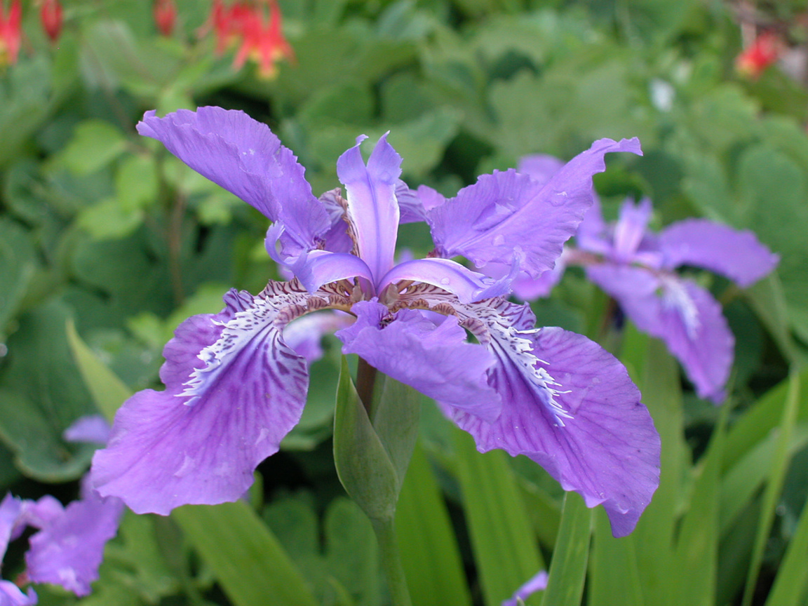  鳶尾IrisIris tectorum (法國France)