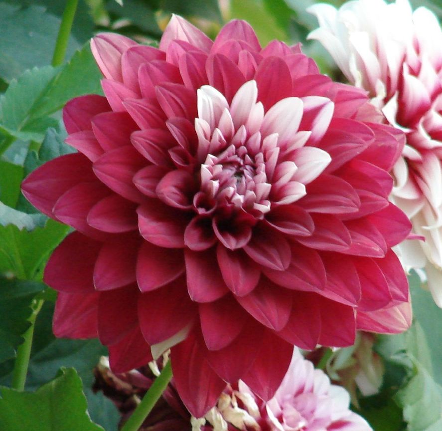 大麗菊Dahlia (墨西哥 México )