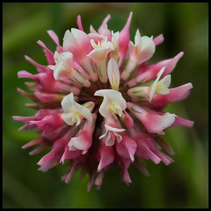  紅色三葉草Trifolium pratense (丹麥Danmark)