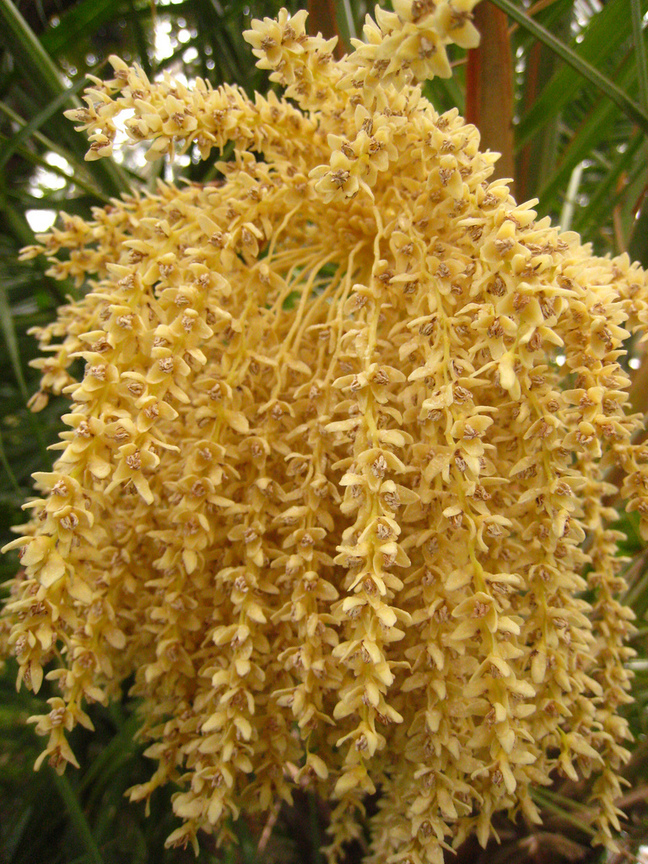 刺葵Phoenix hanceana (海地Haiti )