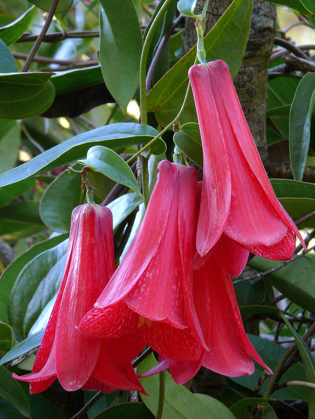  風鈴草Lapageria rosea ( 智利Chile)