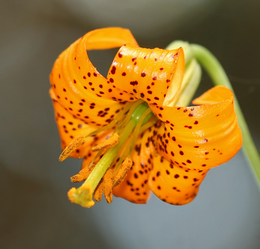 百合Lilium spp 薑黃色 (尼加拉瓜Nicaragua)