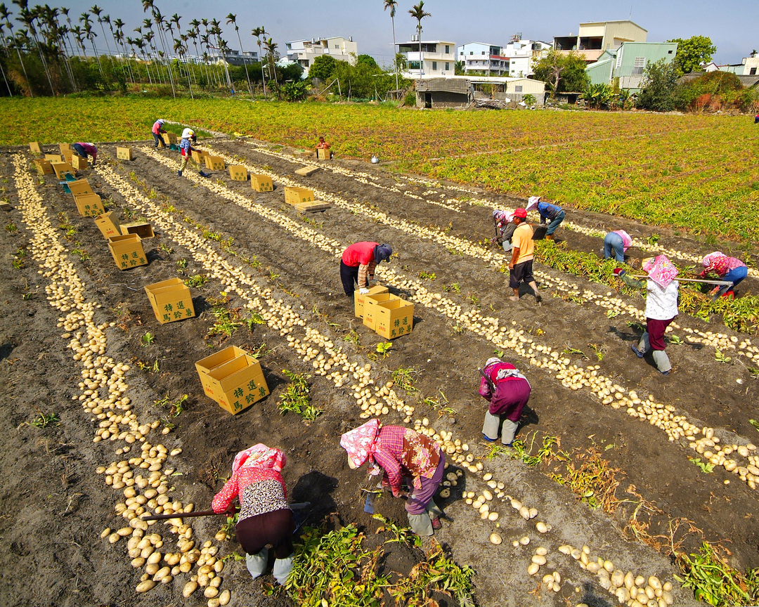 馬鈴薯採收工班 垚哥