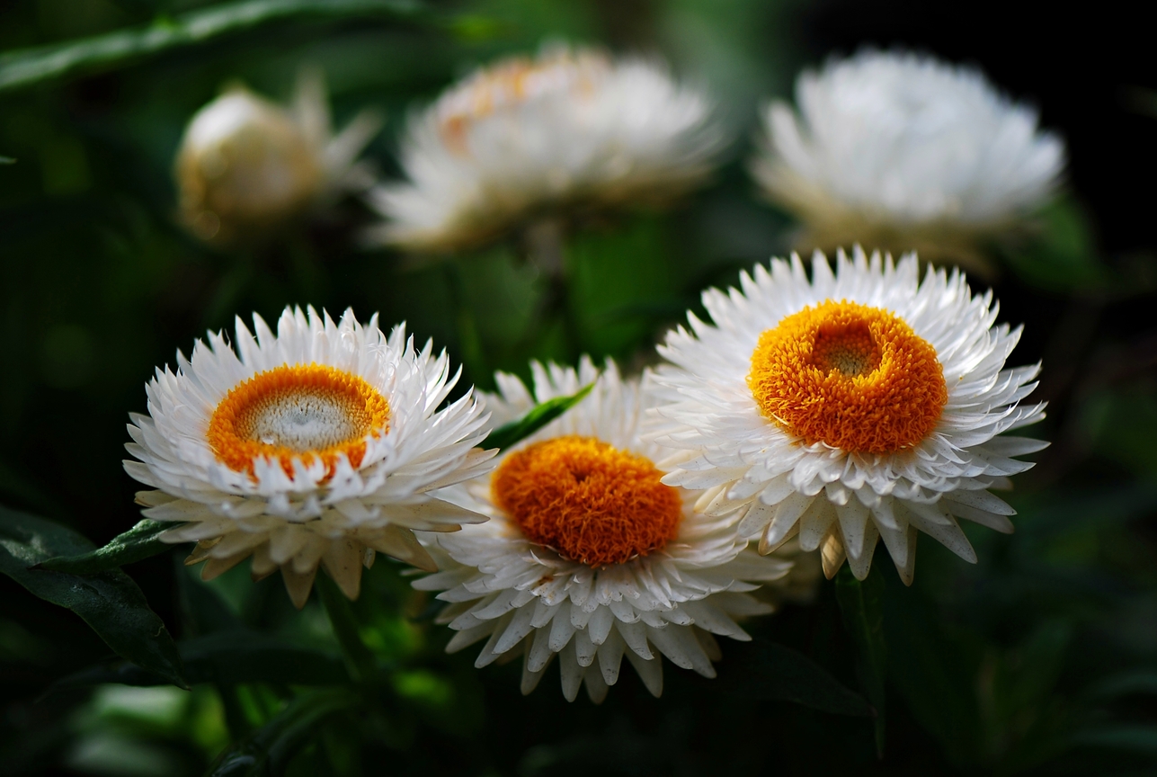 菊花<BR>圖．文/游輝任