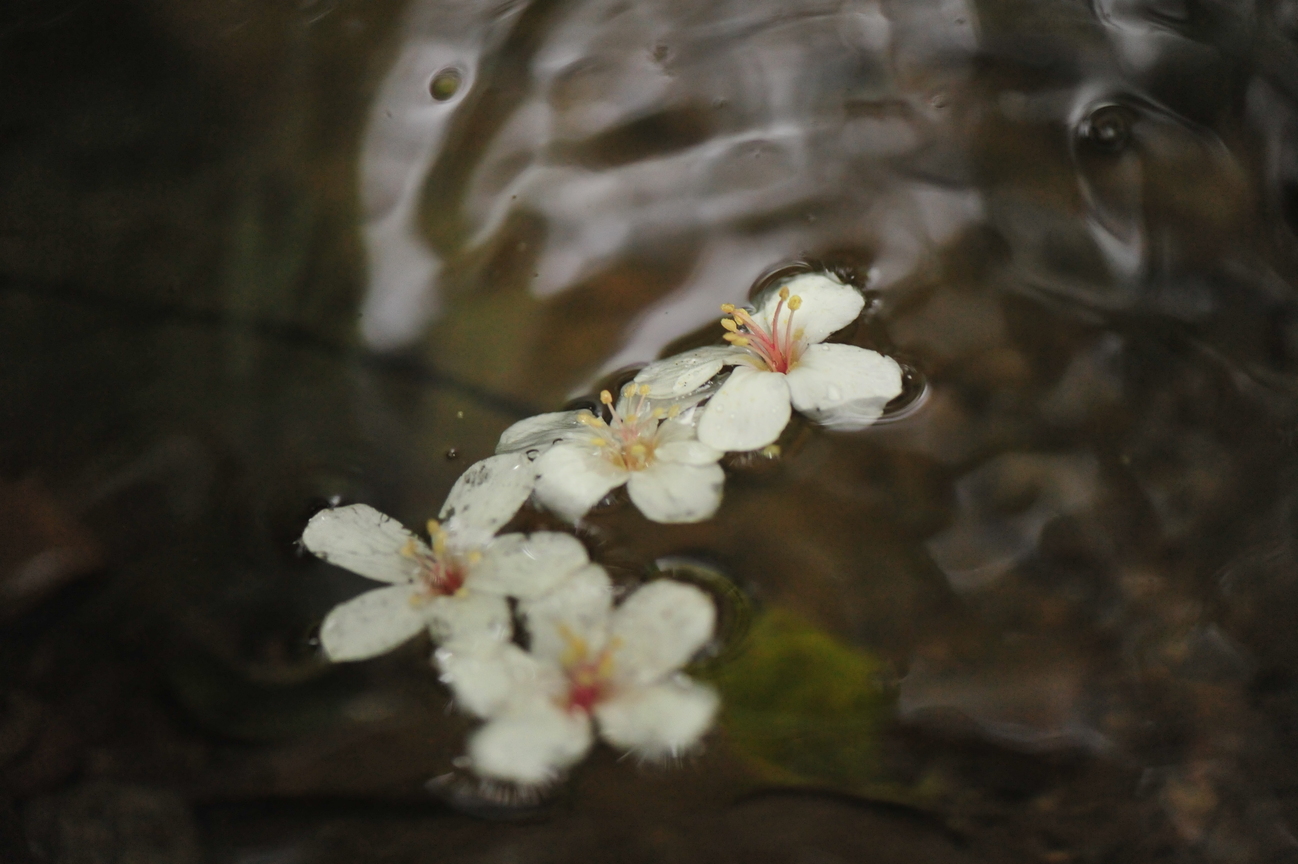 流水桐花<BR>圖．文/游輝任 