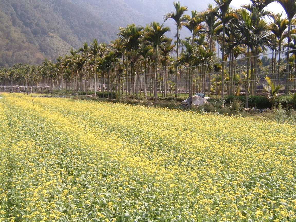 油菜花田