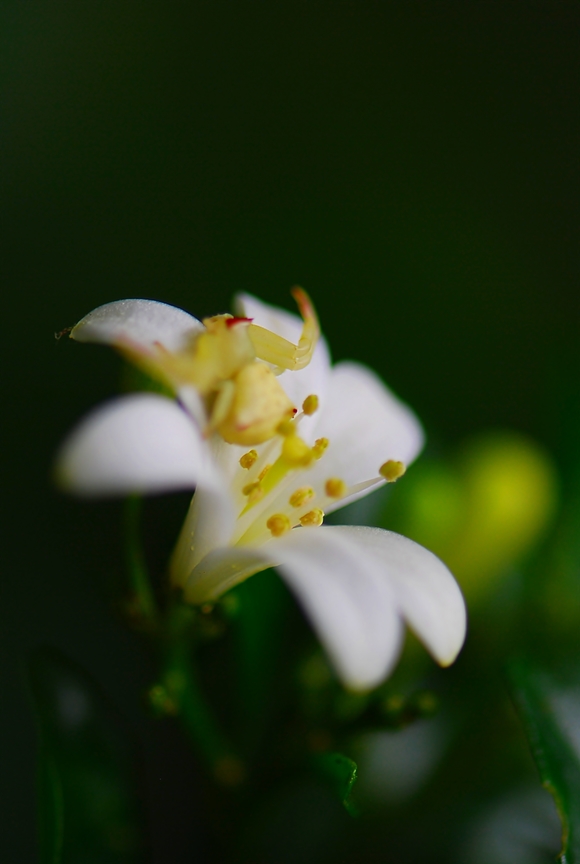 七里香花